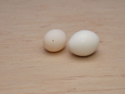 Ununterscheibare Wellensitticheier